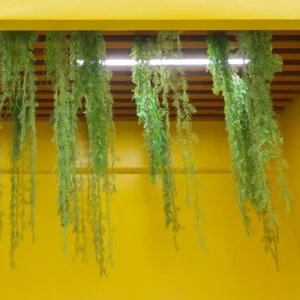 Rhipsalis
