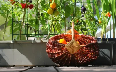 Orto sul Balcone: Cosa Piantare ad Aprile per Raccogliere in Estate