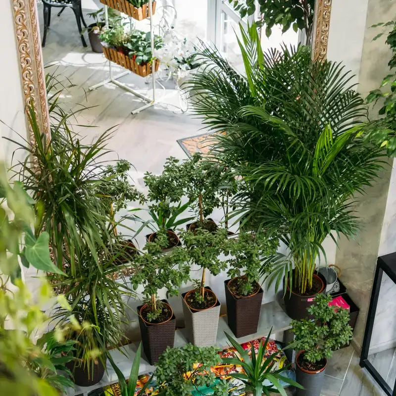 Piante in vaso per interni con design biofilico