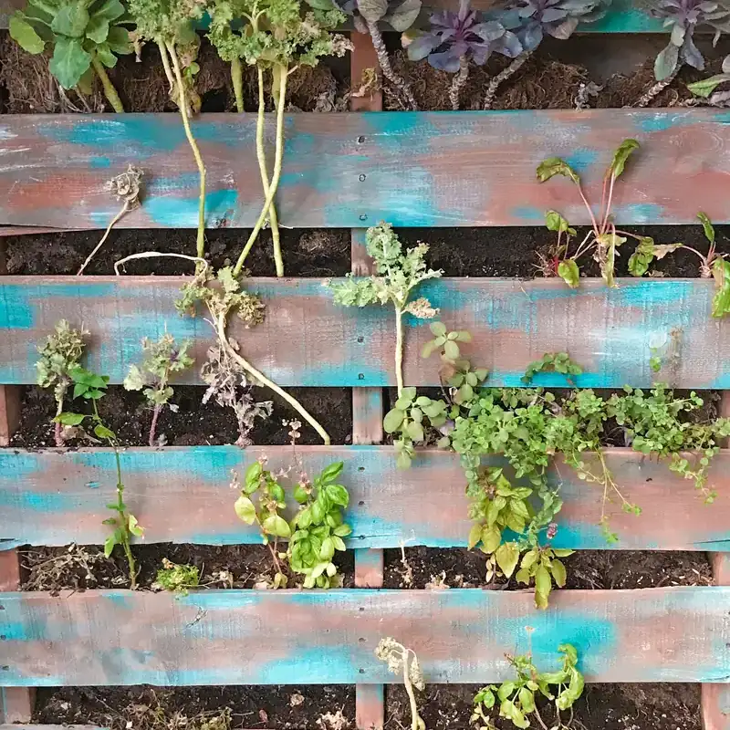 Giardino verticale realizzato con pallet e piante varie